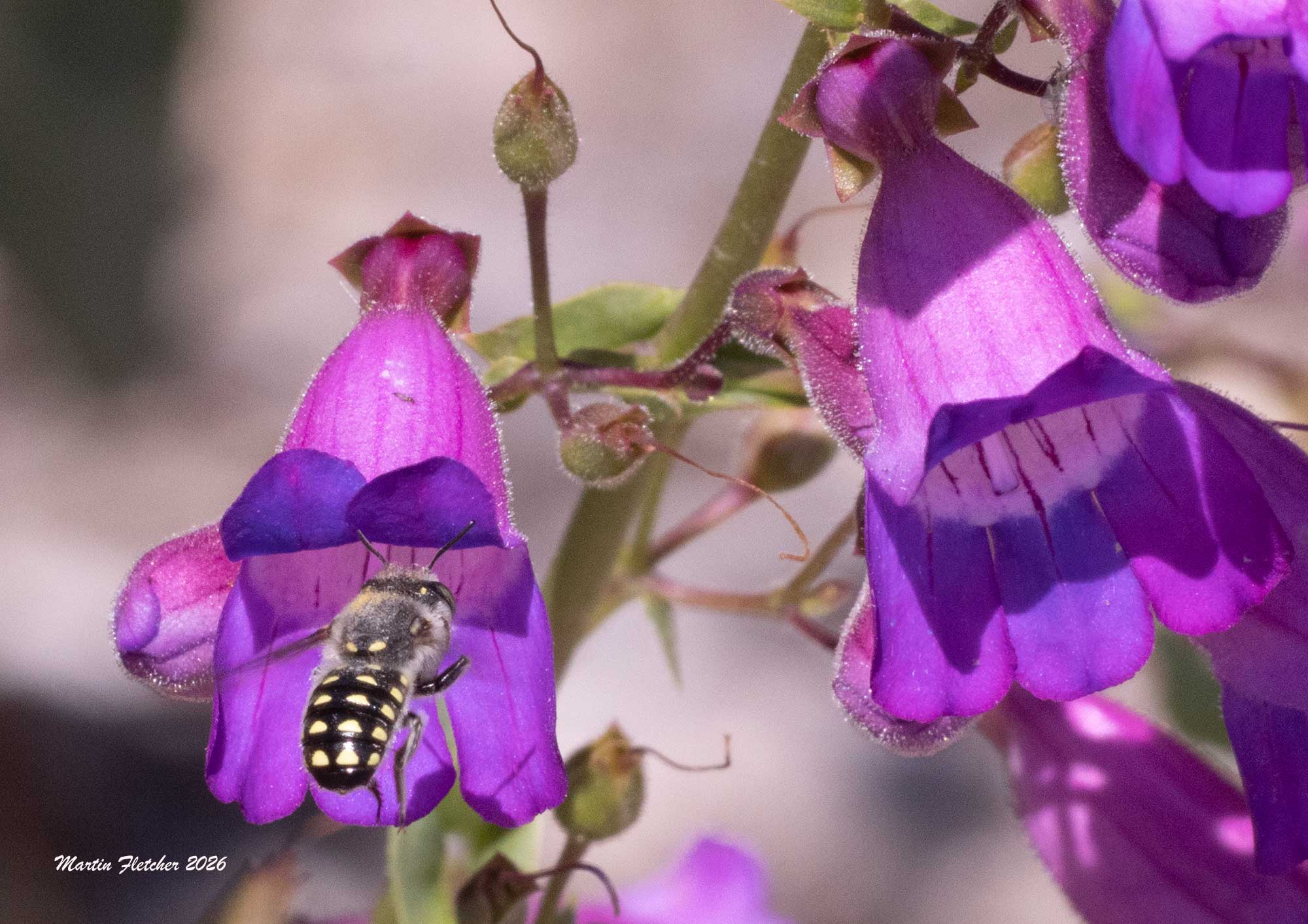 Anthidium maculosum, Spotted Woolcarder Bee, Showy Penstemon, Thousand Oaks Botanical Garden