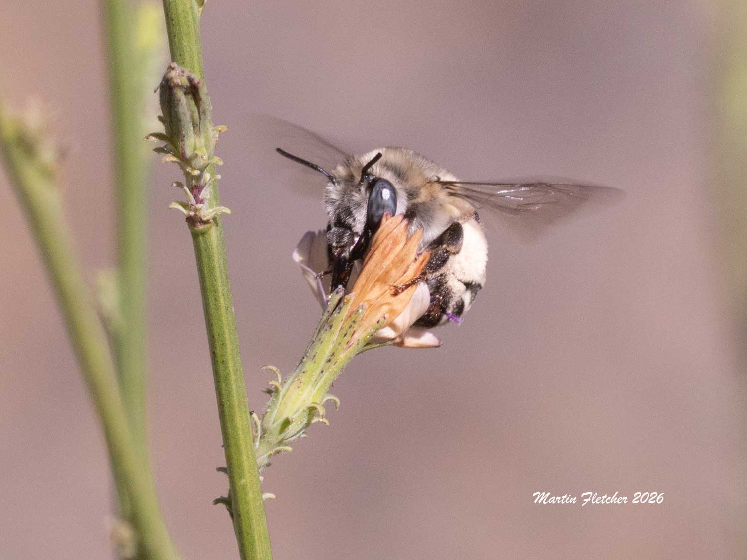 Anthophora urbana, Urbane Digger Bee, Stephanotis virgata
