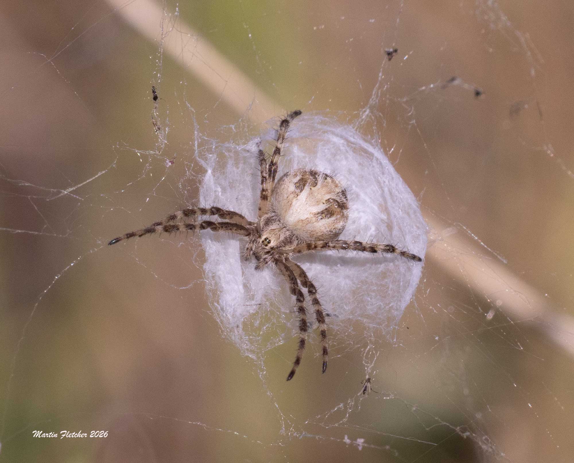 Arabesque Orbweaver, Neoscona arabesca