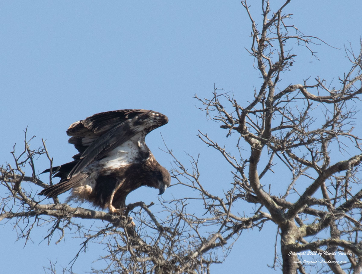 Bald Eagle, Immature