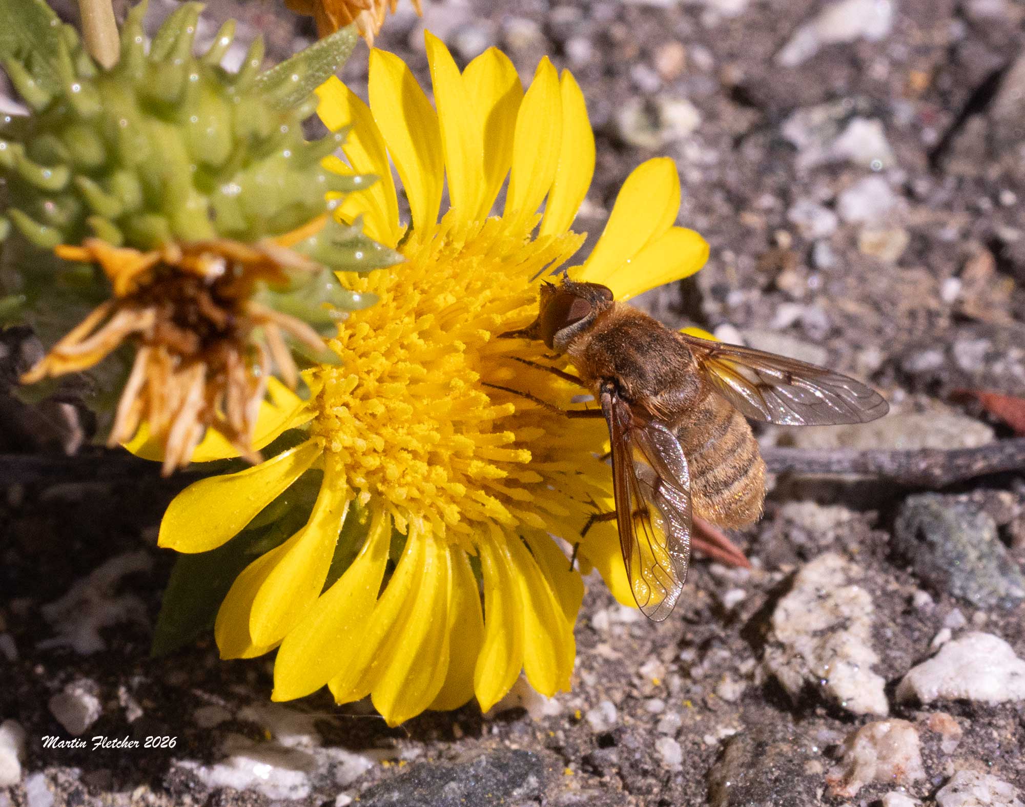 Banded Bee Fly, Paravilla fulvicoma