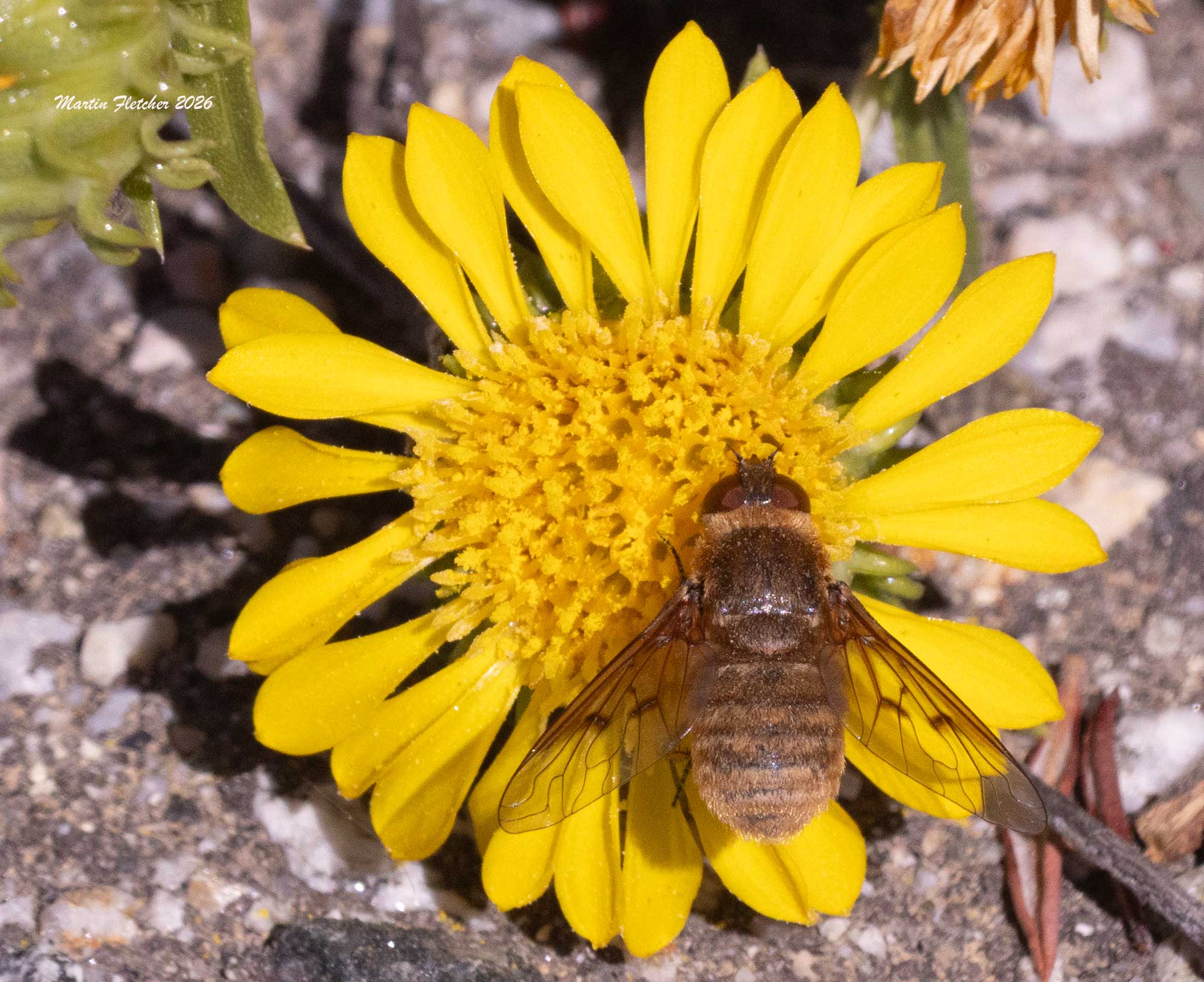 Banded Bee Fly, Paravilla fulvicoma