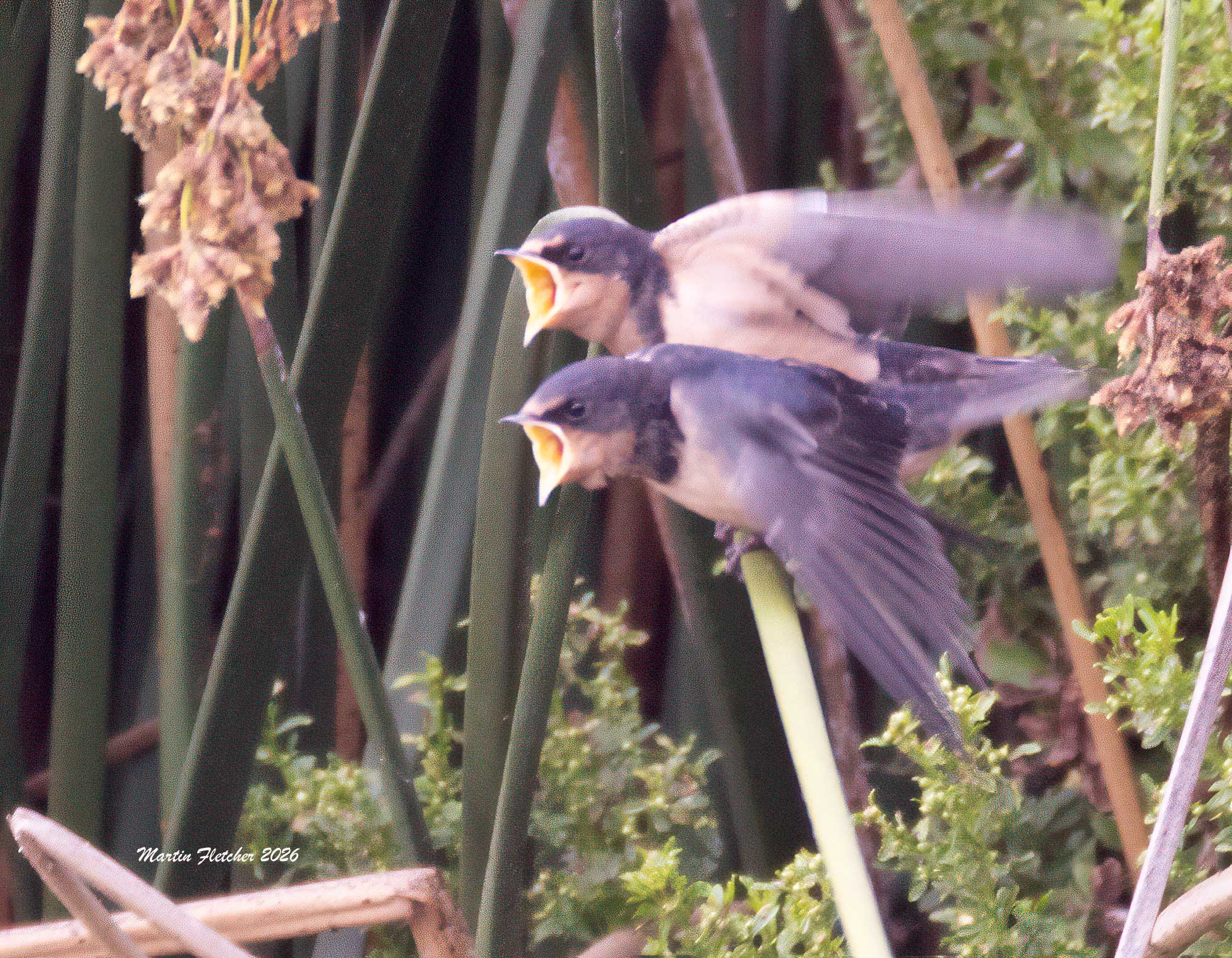 Barn Swallow Chicks Begging