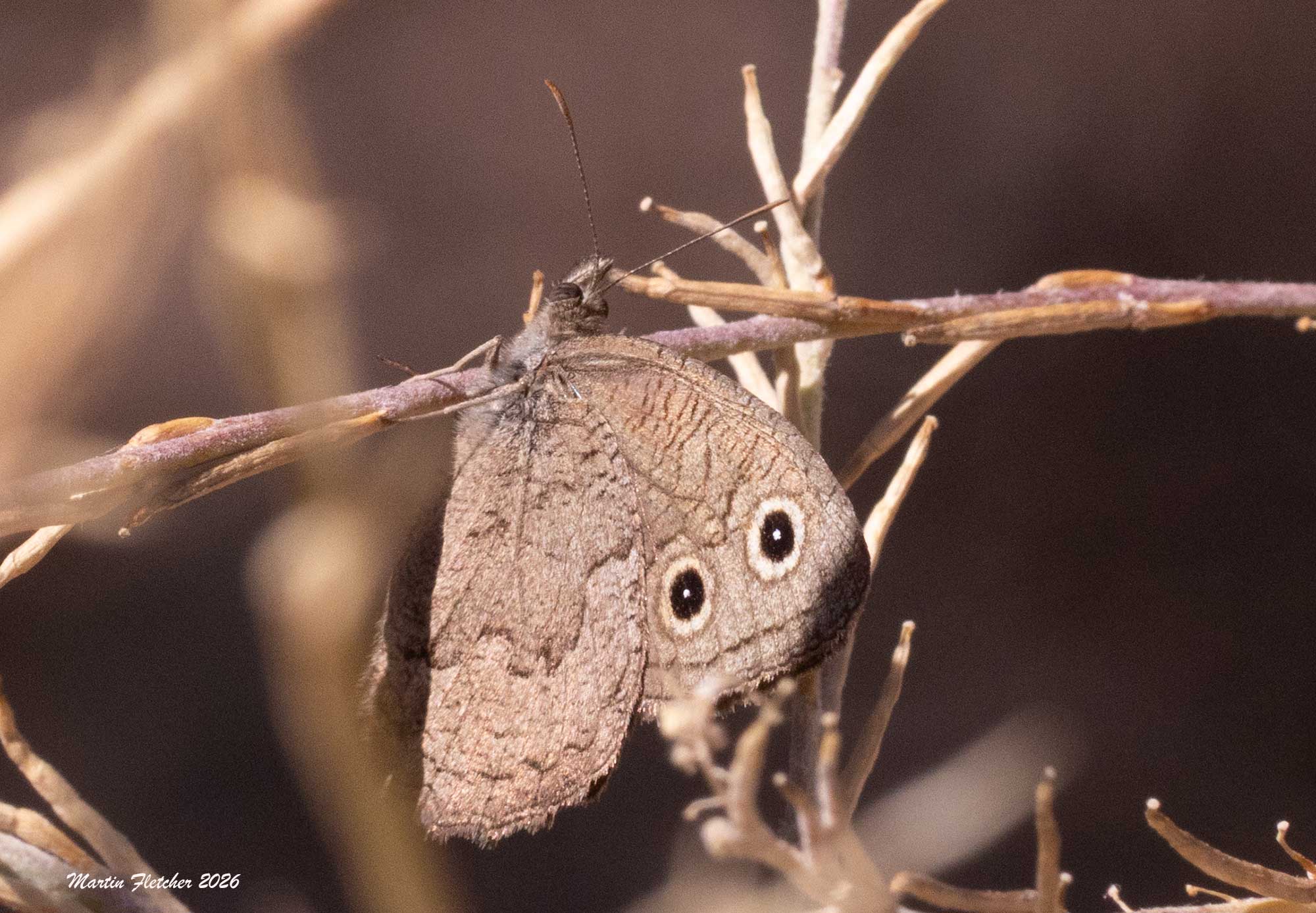 Behr's Great Basin Wood Nymph, Cercyonis stenele behrii, Sespe