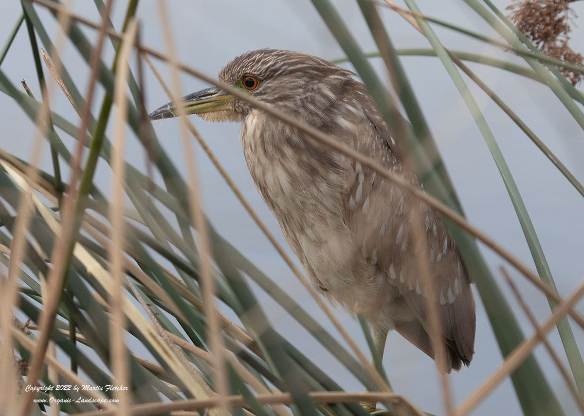 Lark Sparrow, Feeder
