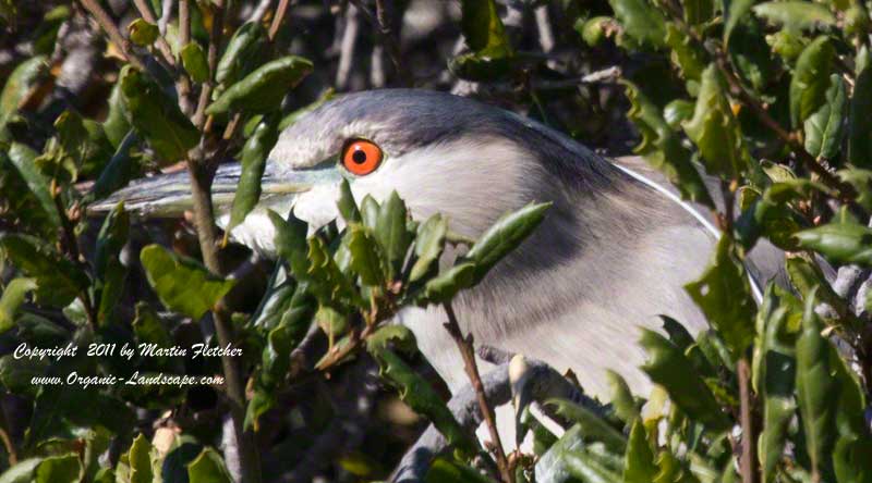 Black Crowned Night Heron