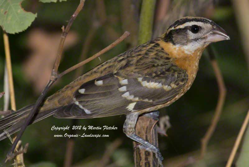 Black Headed Grosbeak, female, Ojai