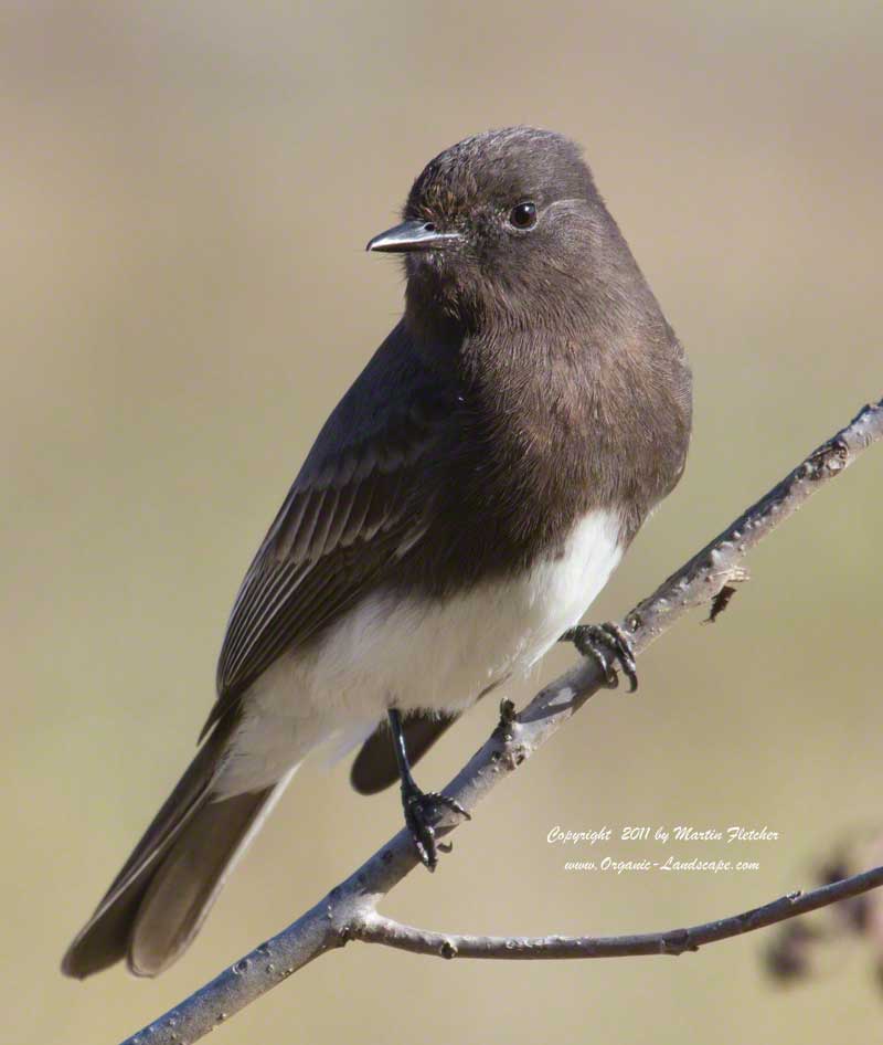Black Phoebe, Ojai Meadows