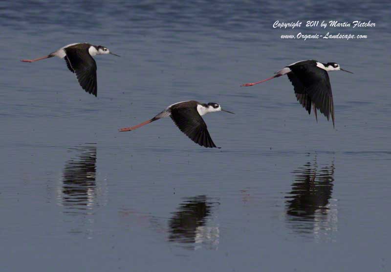 Black Necked Stilts in flight