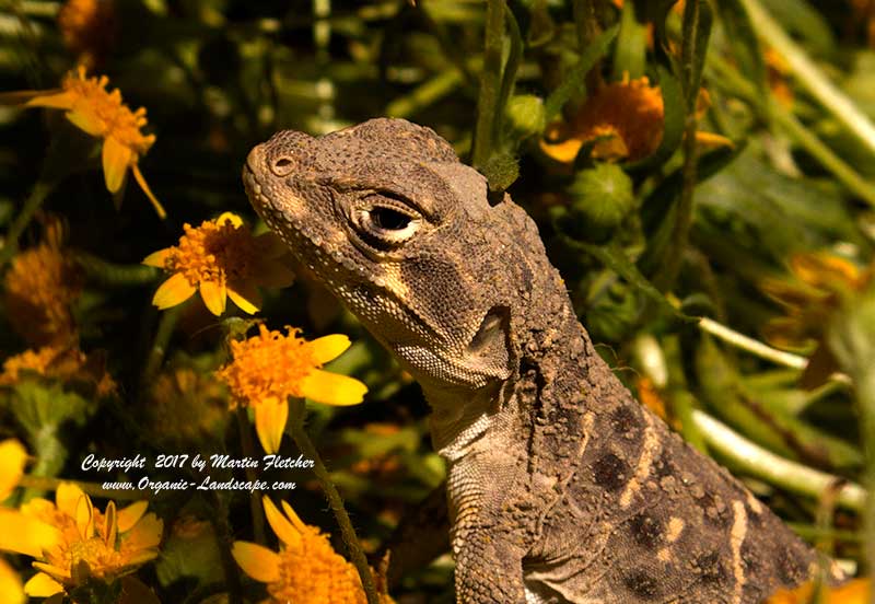 Blunt Nosed Leopard Lizard, Elkhorn Valley
