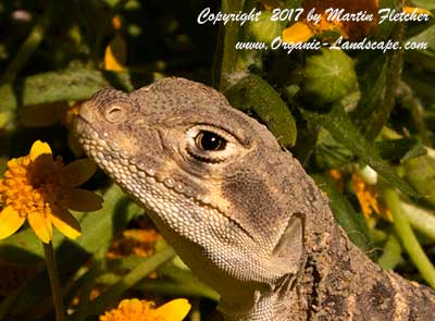 Reptiles and Amphibians