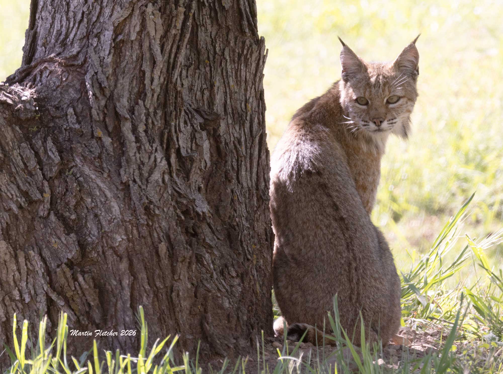 Bobcat, Lynx rufus