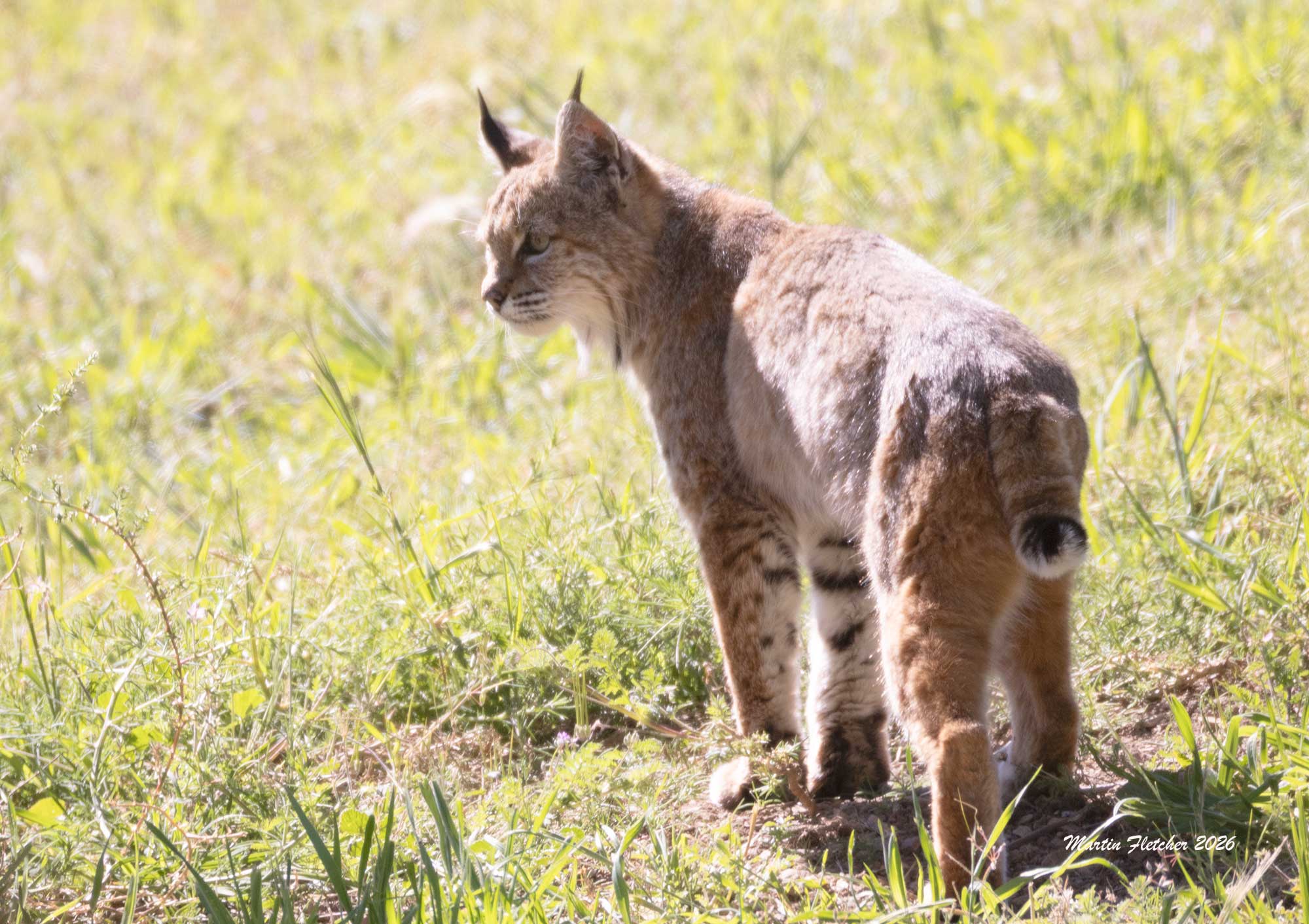 Bobcat, Lynx rufus