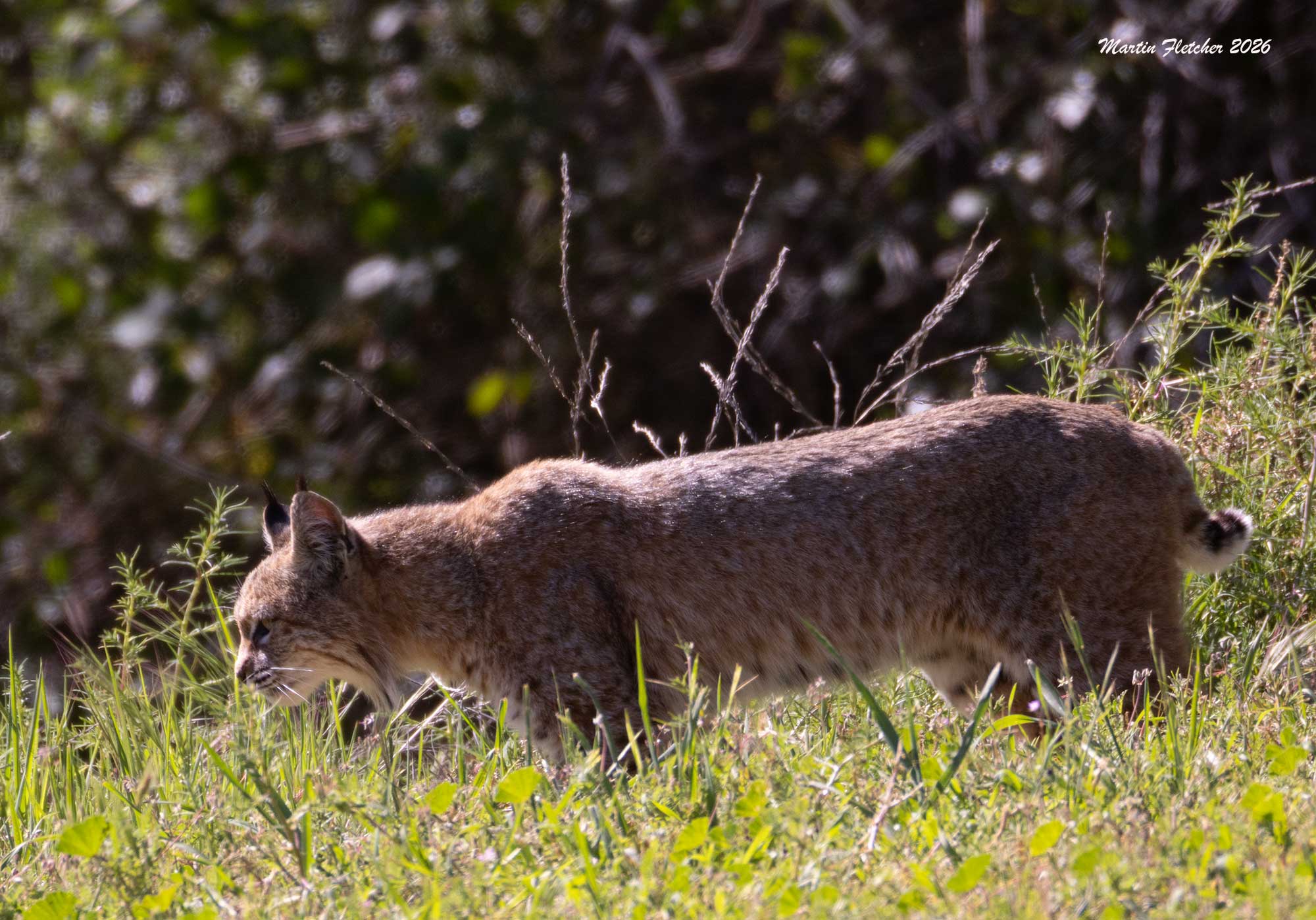 Bobcat, Lynx rufus