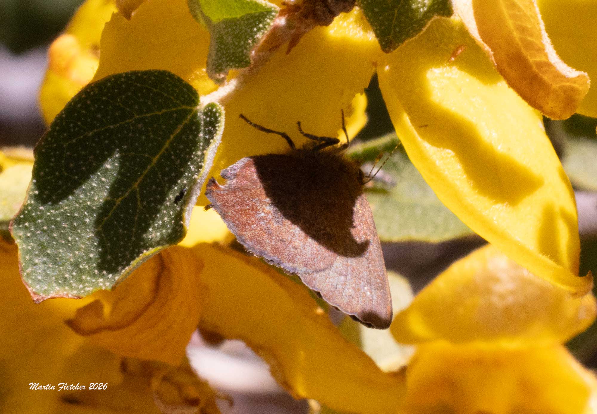 Brown Elfin, Callophrys augustinus, Reyes Peak, California