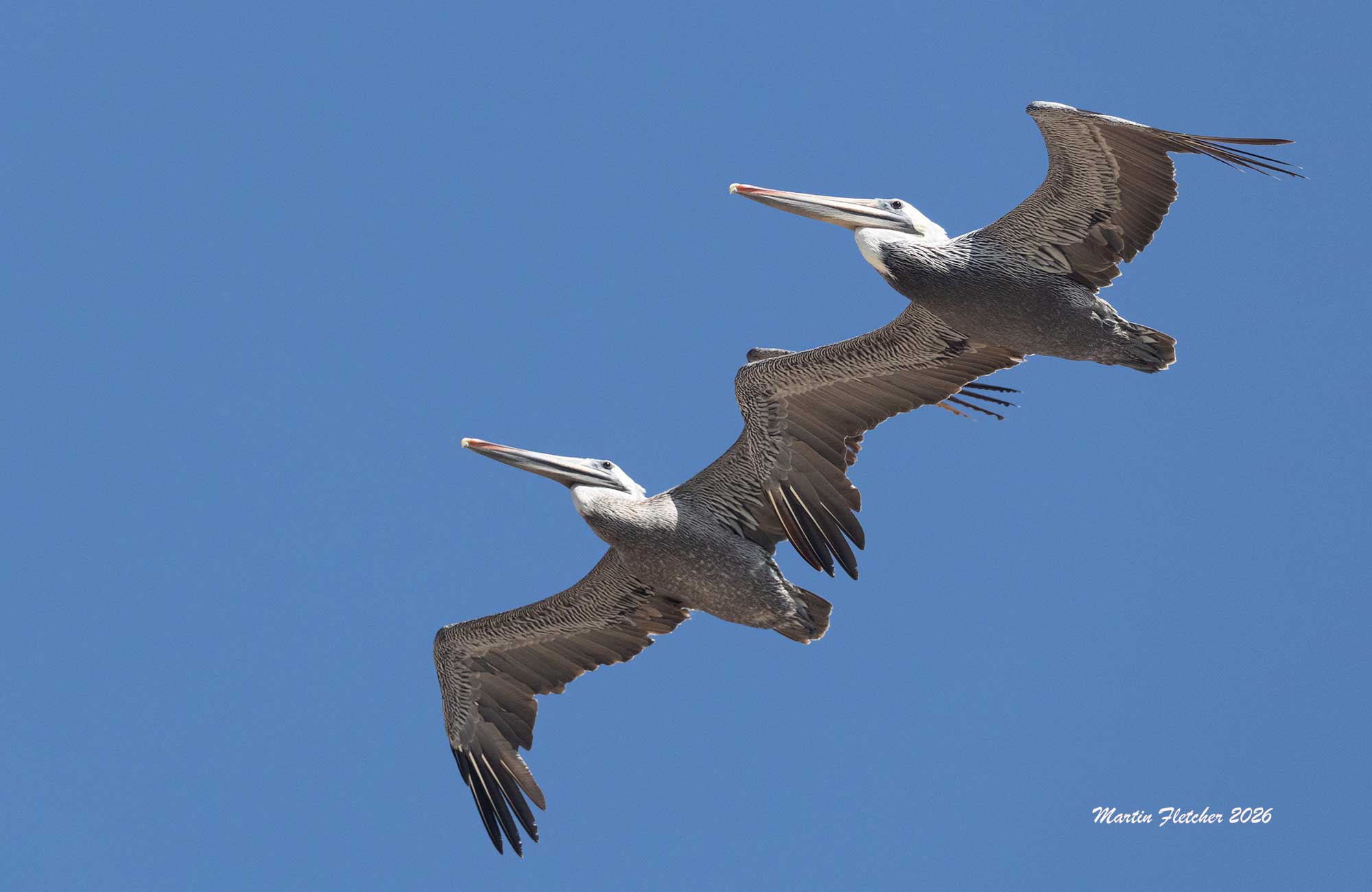 Brown Pelicans, Jalama Beach