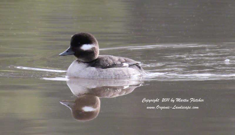 Bufflehead, Ojai Meadows