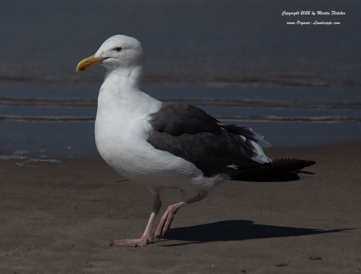 California Gull, Ventura Harbor
