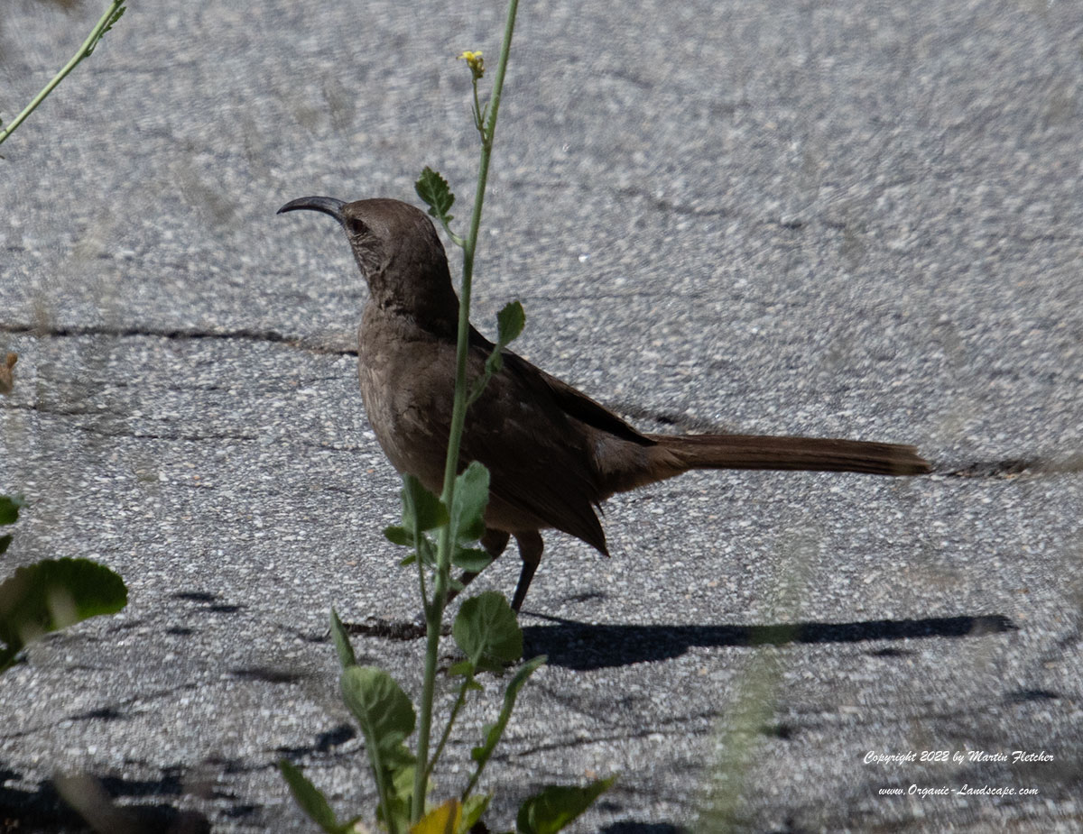 California Thrasher on service road