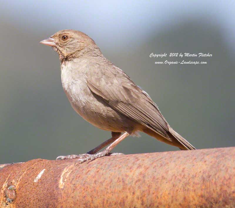 California Towhee, Canada Larga