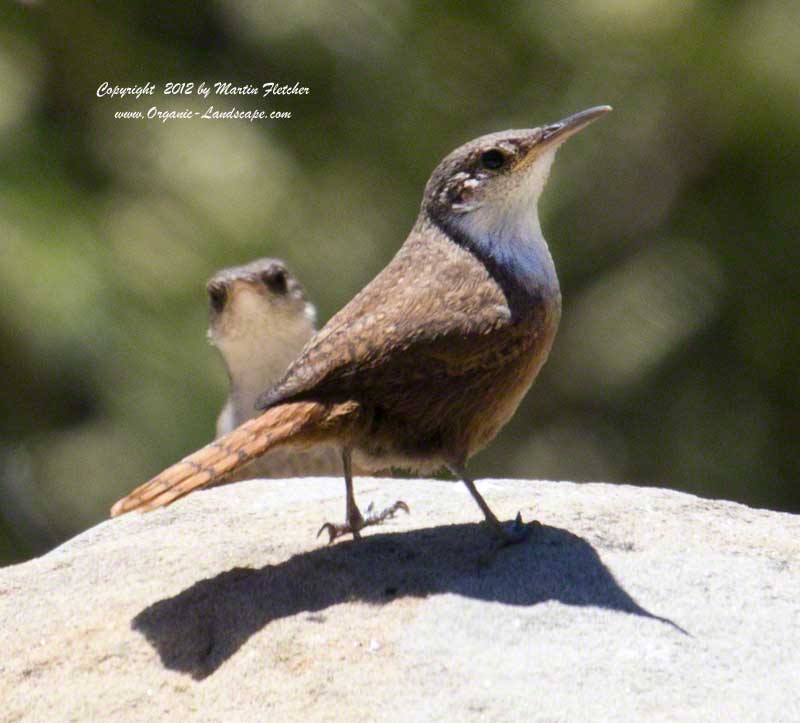 Canyon Wren, Chorro Grande