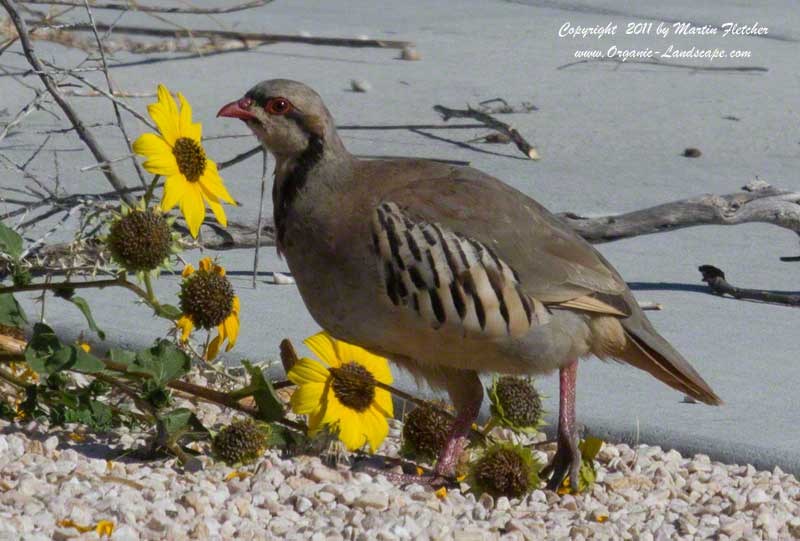 Chukar on Antelope Island