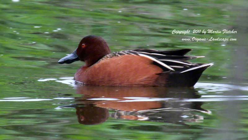 Cinnamon Teal at Ormond Beach