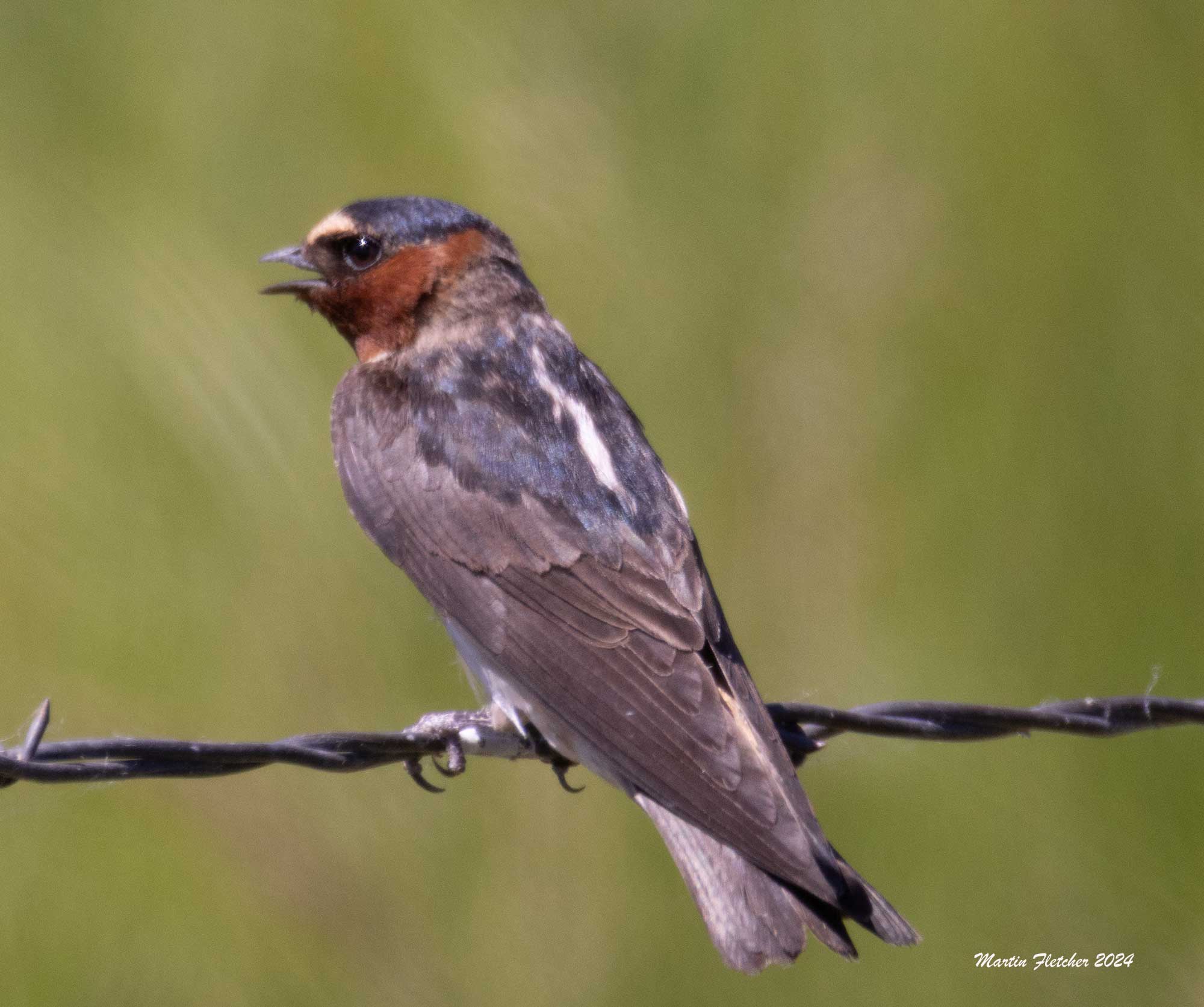 Cliff Swallow on barbed wire