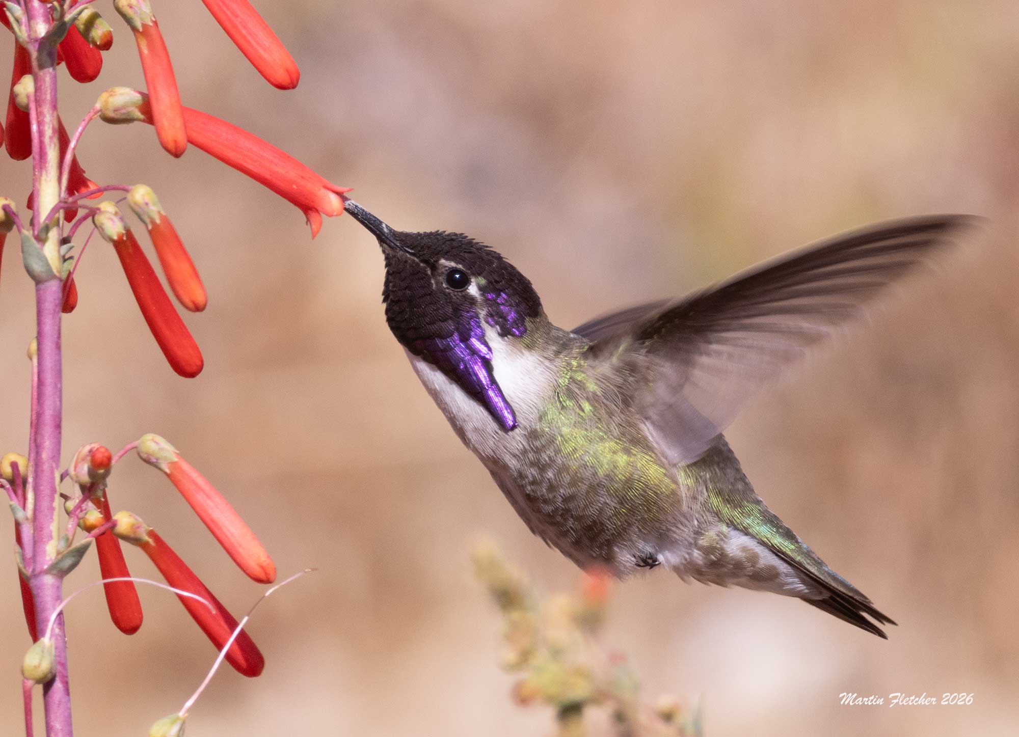 Costas Hummingbird, Penstemon centranthifolius, Apache Canyon