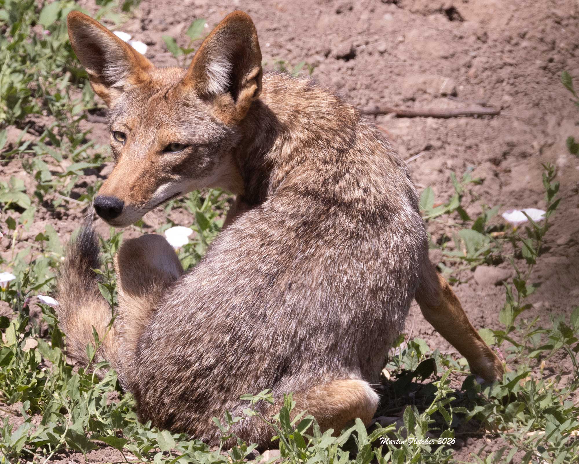 Coyote in the Garden