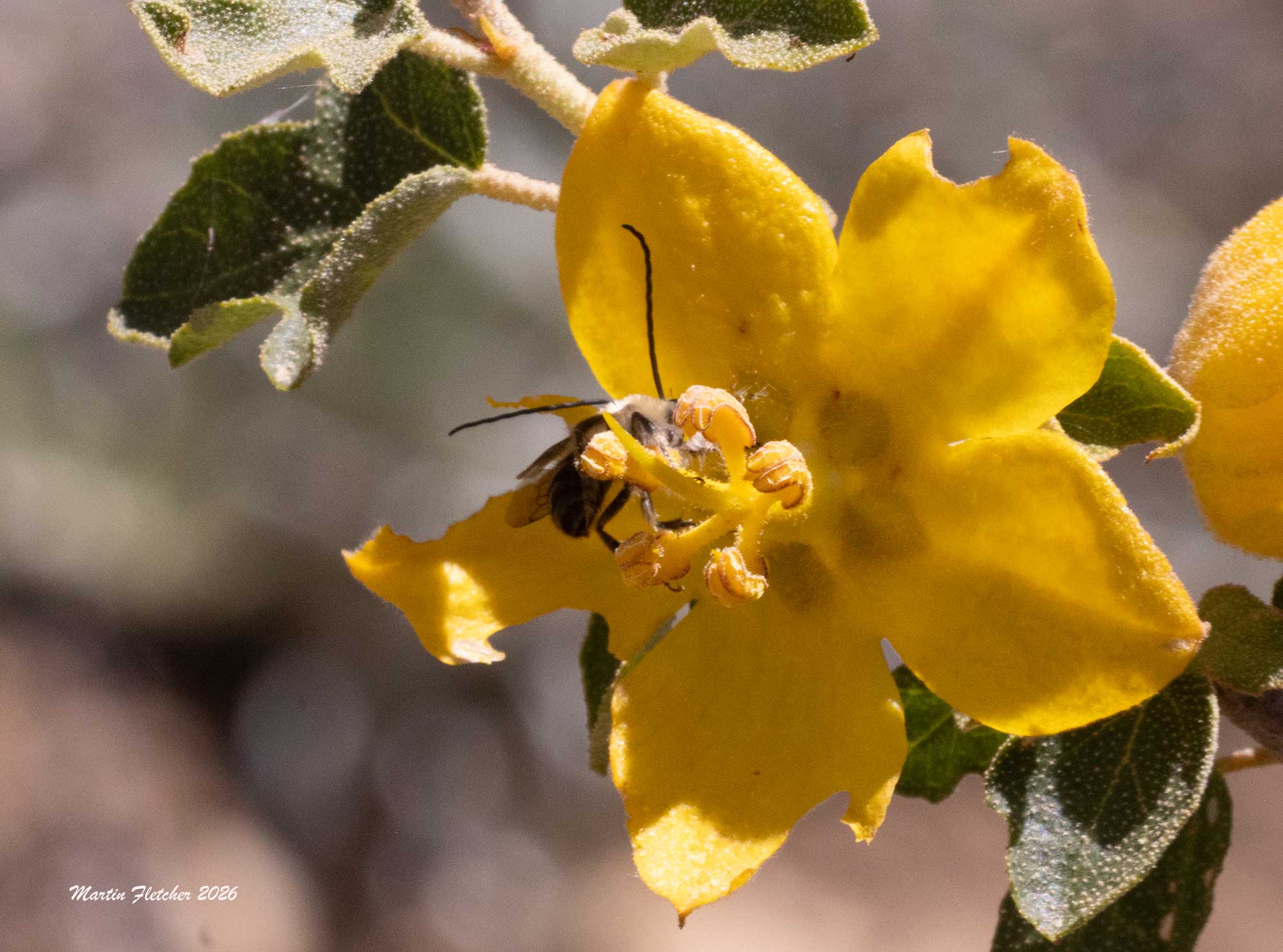 Davidson's Longhorn Bee, Tetraloniella davidsoni