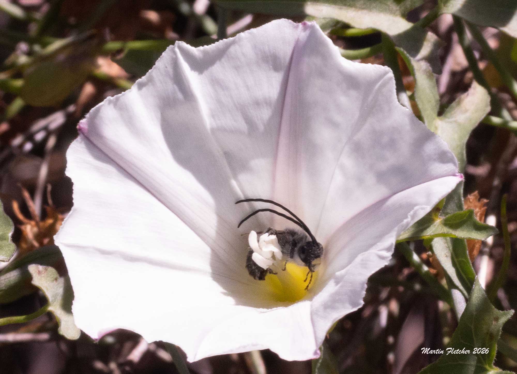 Davidson's Longhorn Bee, Tetraloniella davidsoni