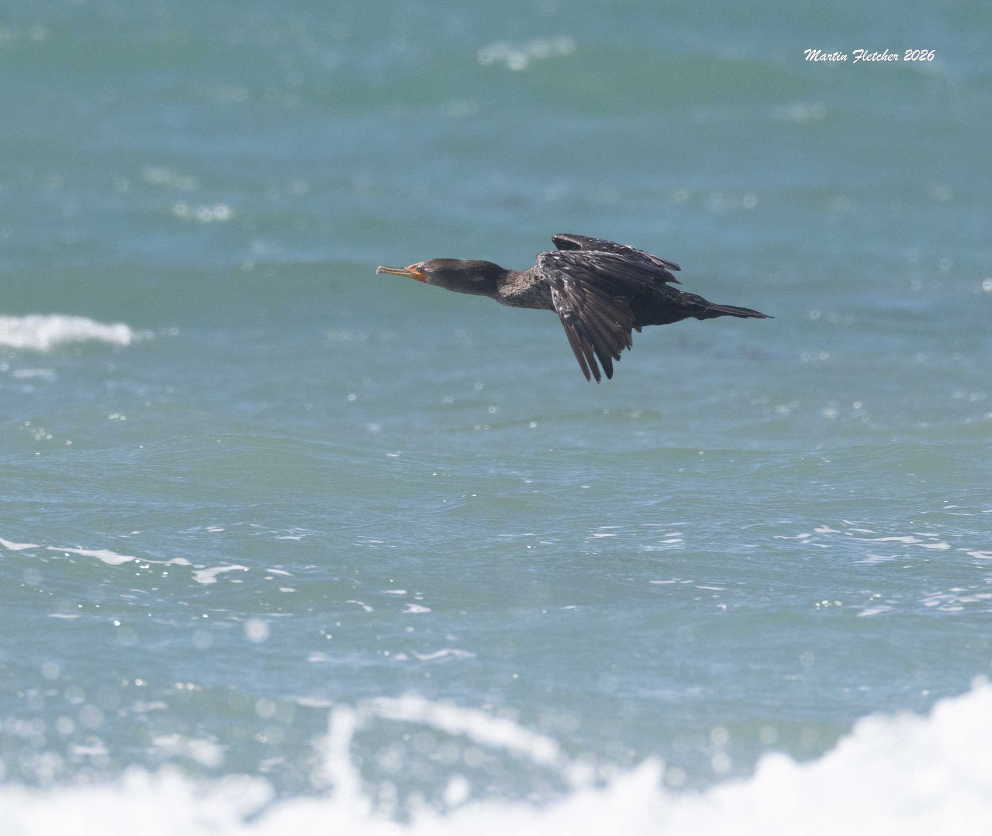 Double Crested Cormorant flight, Jalama Beach