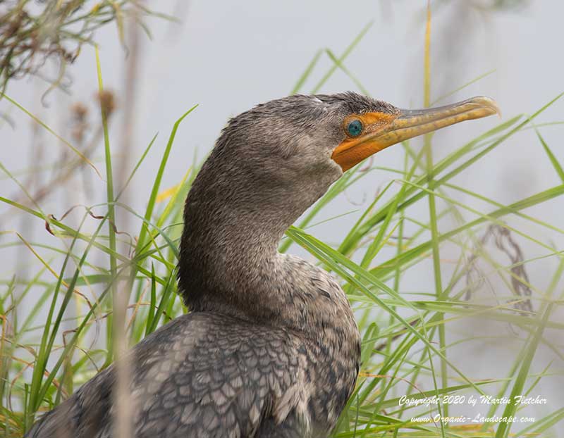 Double Crested Cormorant Juvenile head