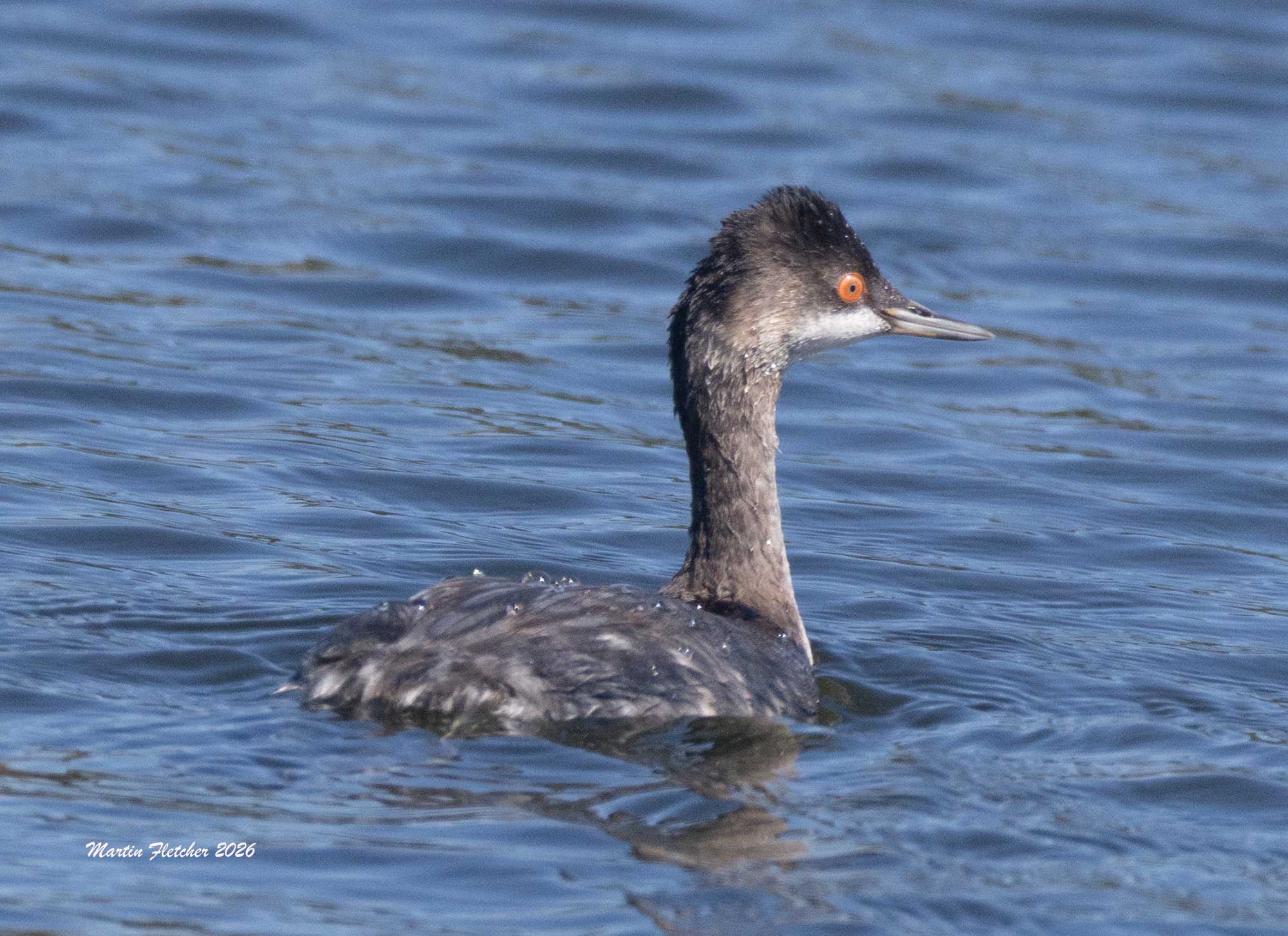 Eared Grebe, Ventura Settling Ponds