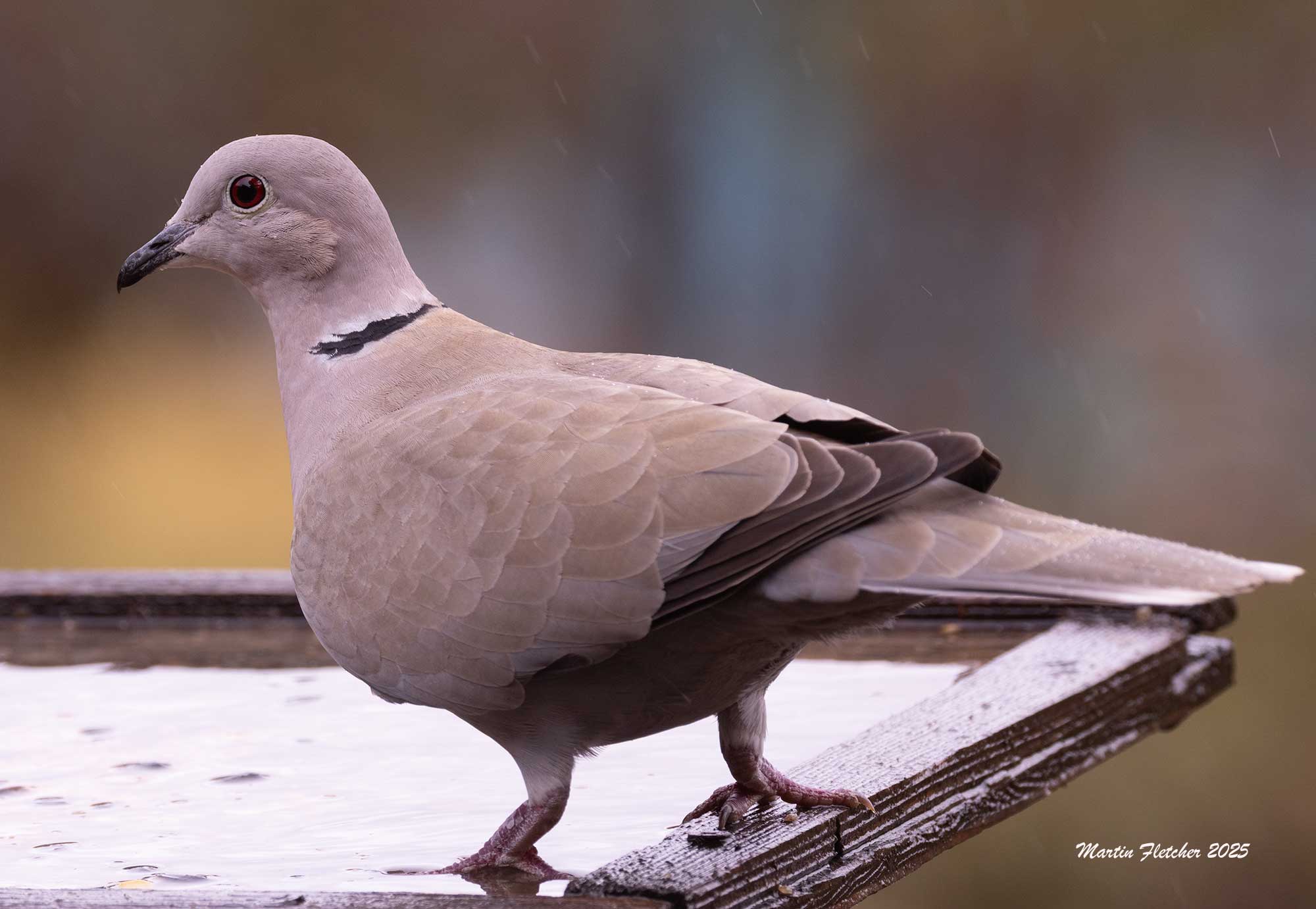 Eurasian Collared Dove on a feeder, mist and rain