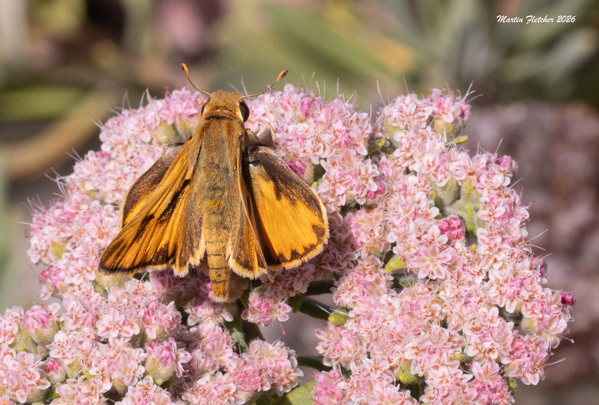 Fiery Skipper, Hylephila phyleus on Eriogonum arborescens