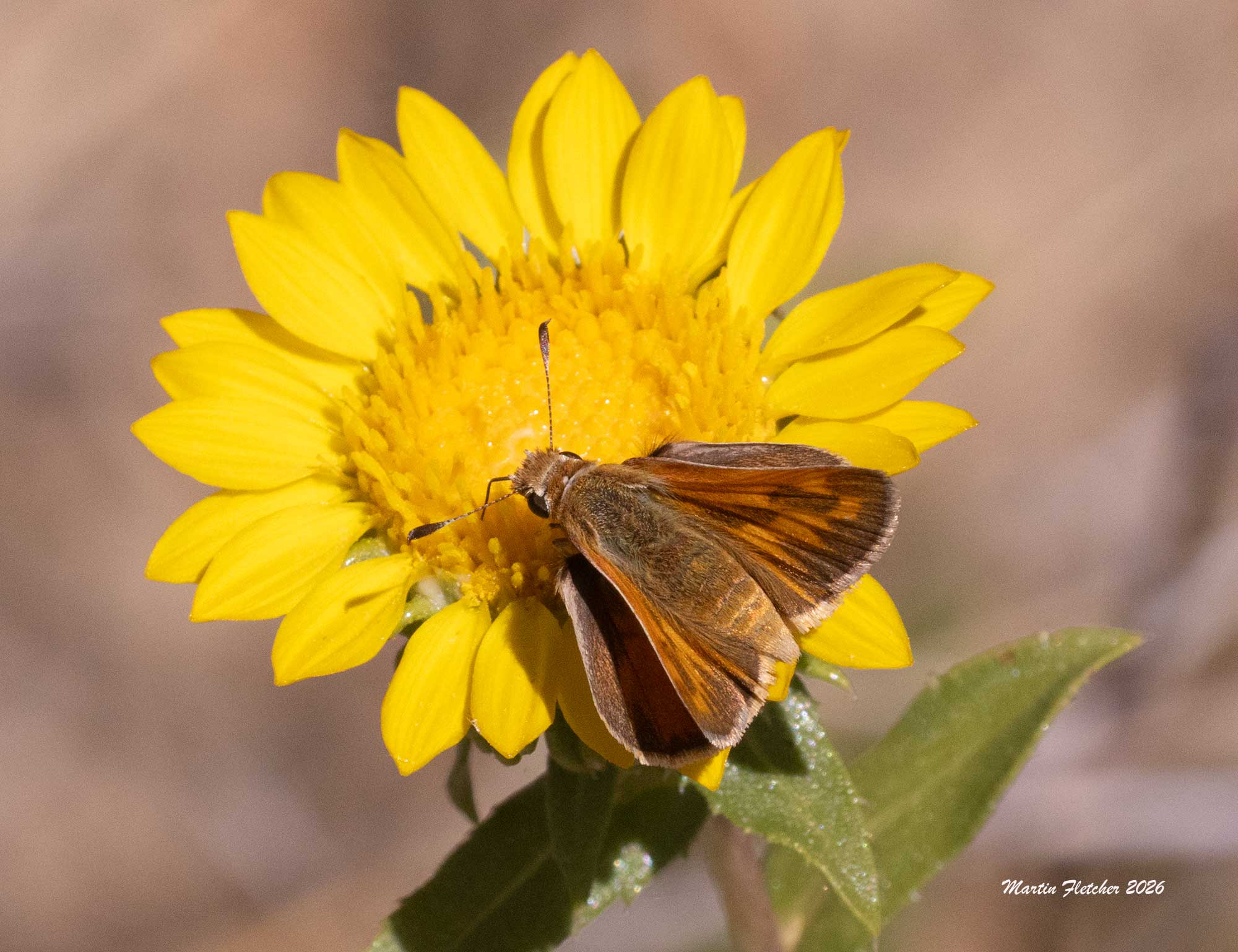 Fiery Skipper female, Hylephila phyleus on Grindelia camporum