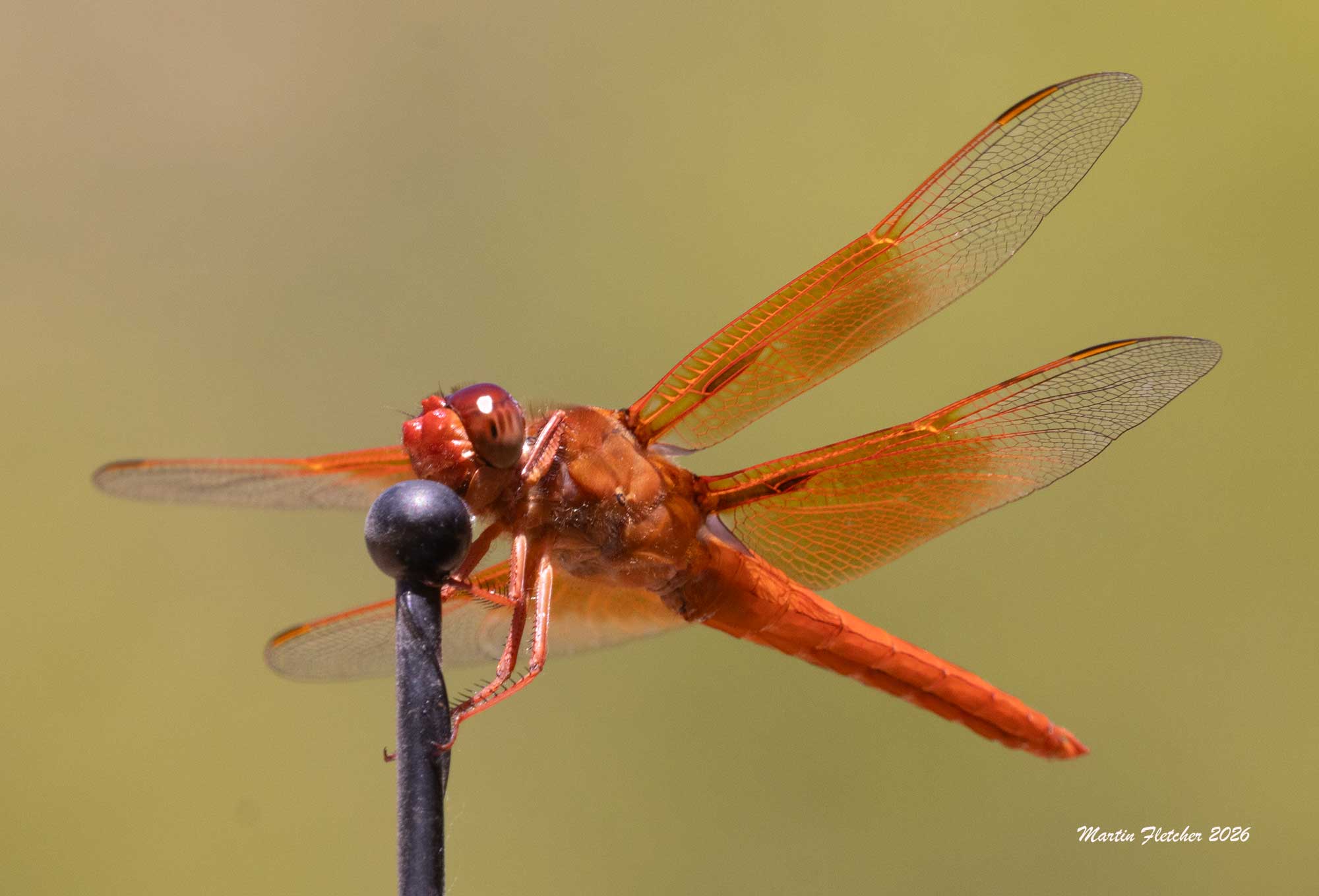 Flame Skimmer, Libellula saturata on antenna