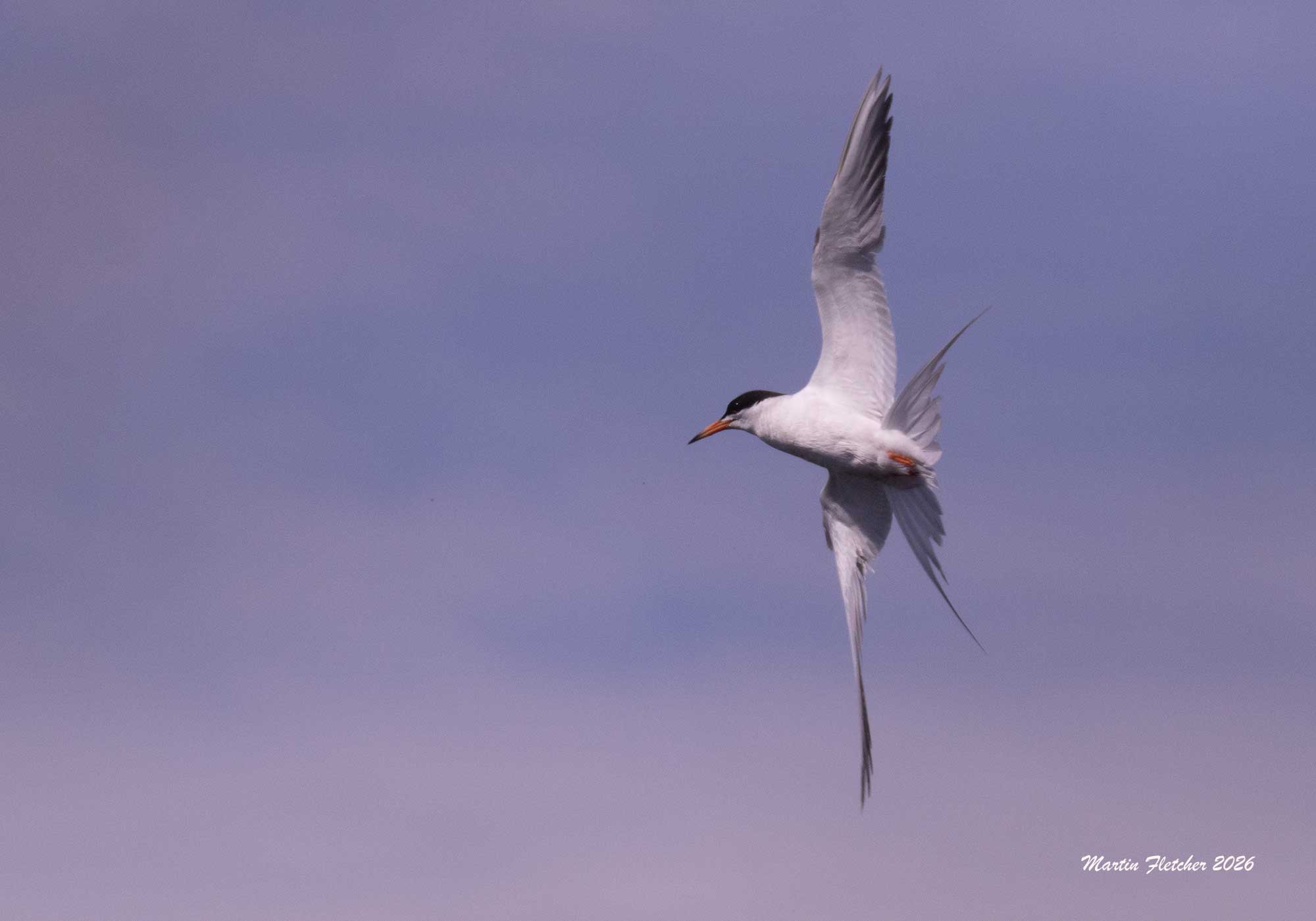 Forster's Tern banks in flight over the Ventura Spreading Ponds