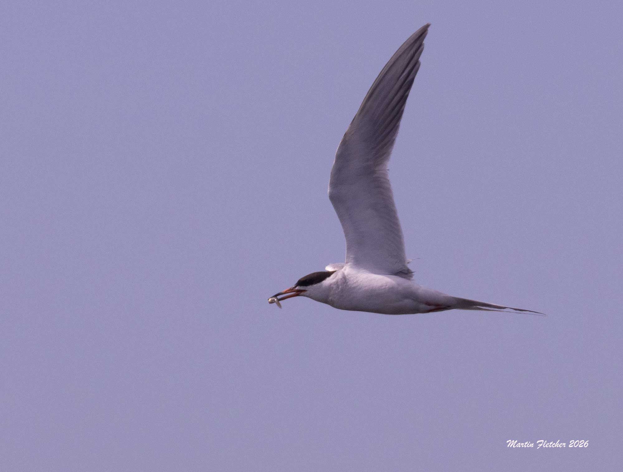 Forster's Tern flying over Ventura Spreading Ponds with a fish