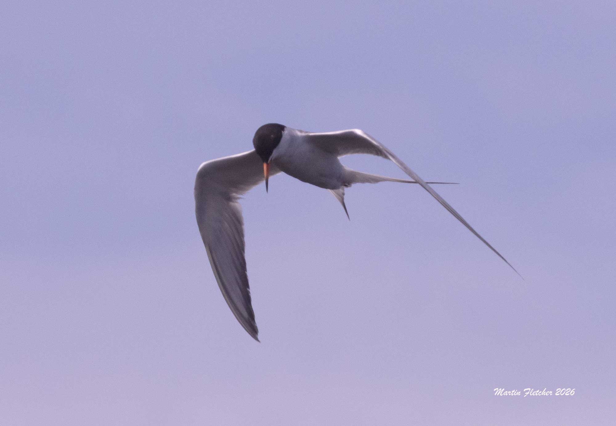 Forster's Tern flying over Ventura Spreading Ponds searching for a fish