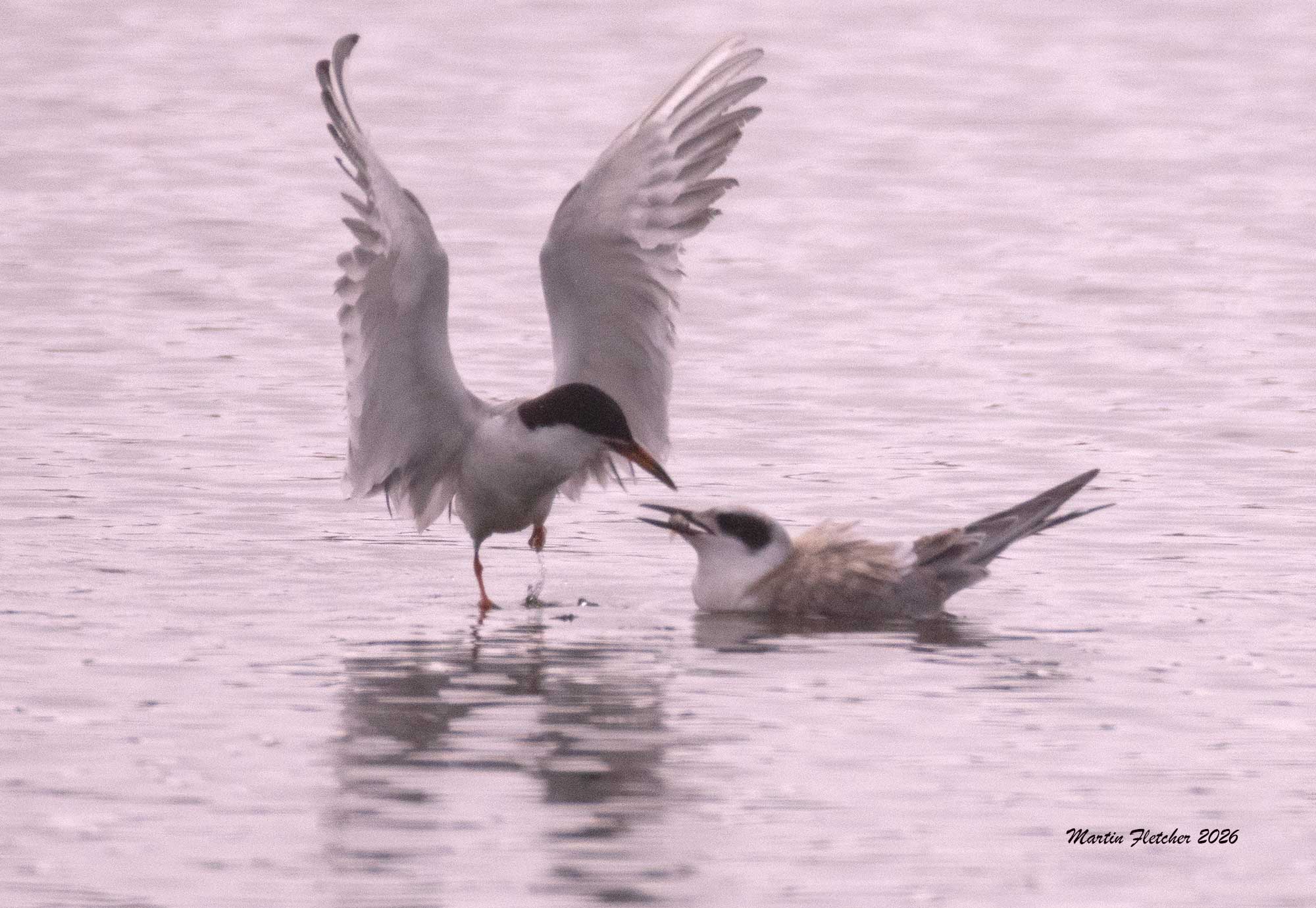 Forster's Tern feeding young at Ventura Spreading Ponds