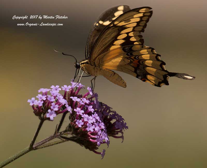 Giant Swallowtail, Papilio cresphontes