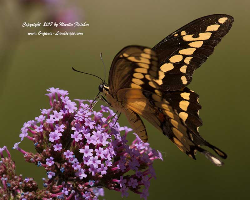 Giant Swallowtail, Papilio cresphontes