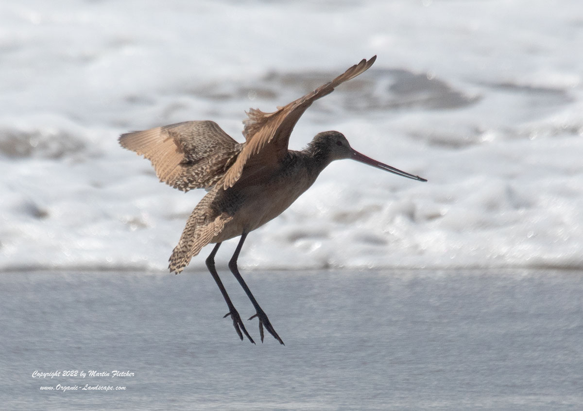 Godwit Flight, Ormond Beach