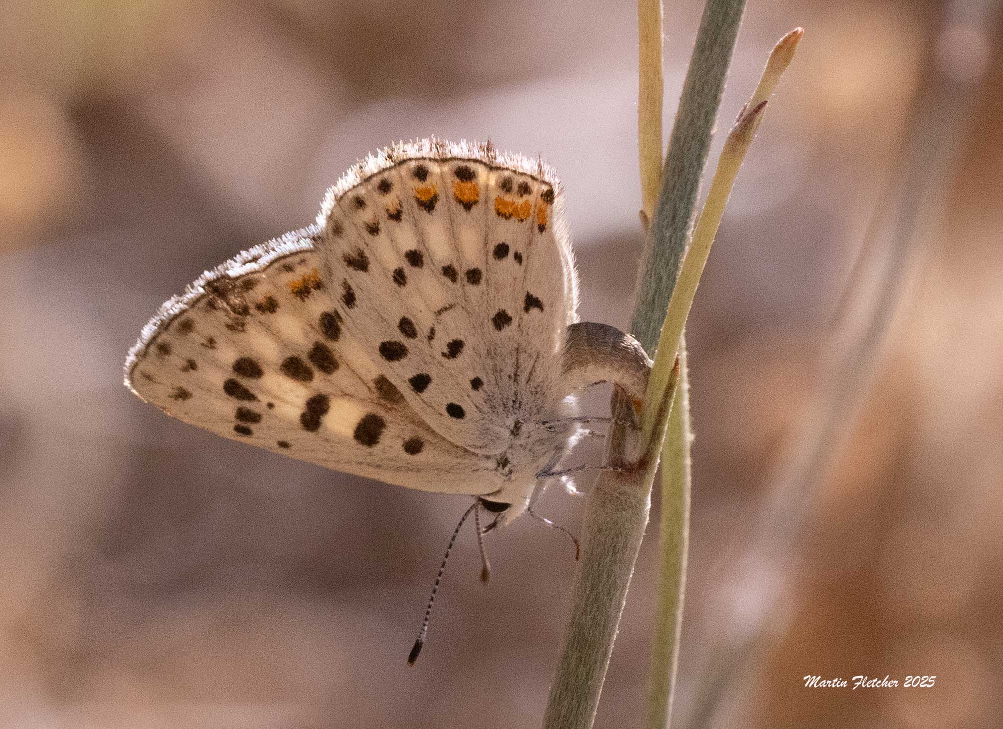 Gorgon Copper Butterfly, Female laying eggs, Eriogonum elongatum