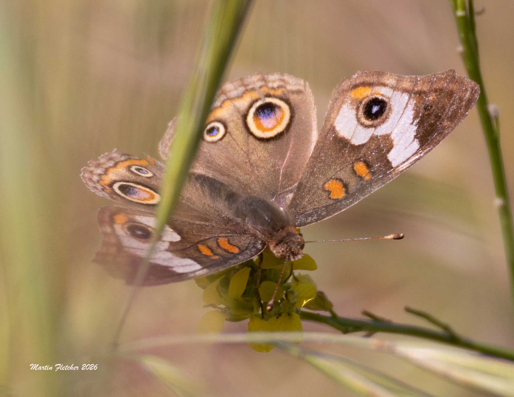 Gray Buckeye, Junonia grisea