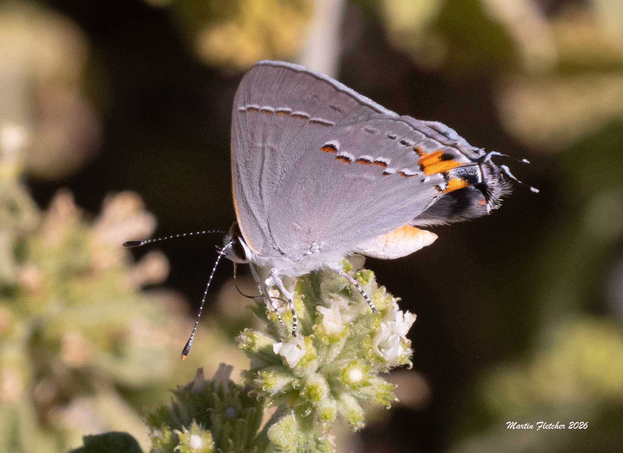 Gray Hairstreak, Strymon melinus on Horehound, Marrubium vulgare