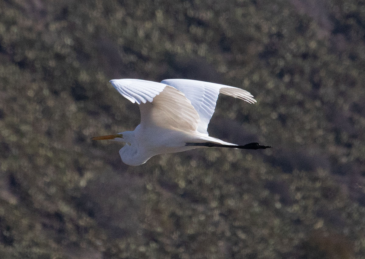 Great Egret Flight